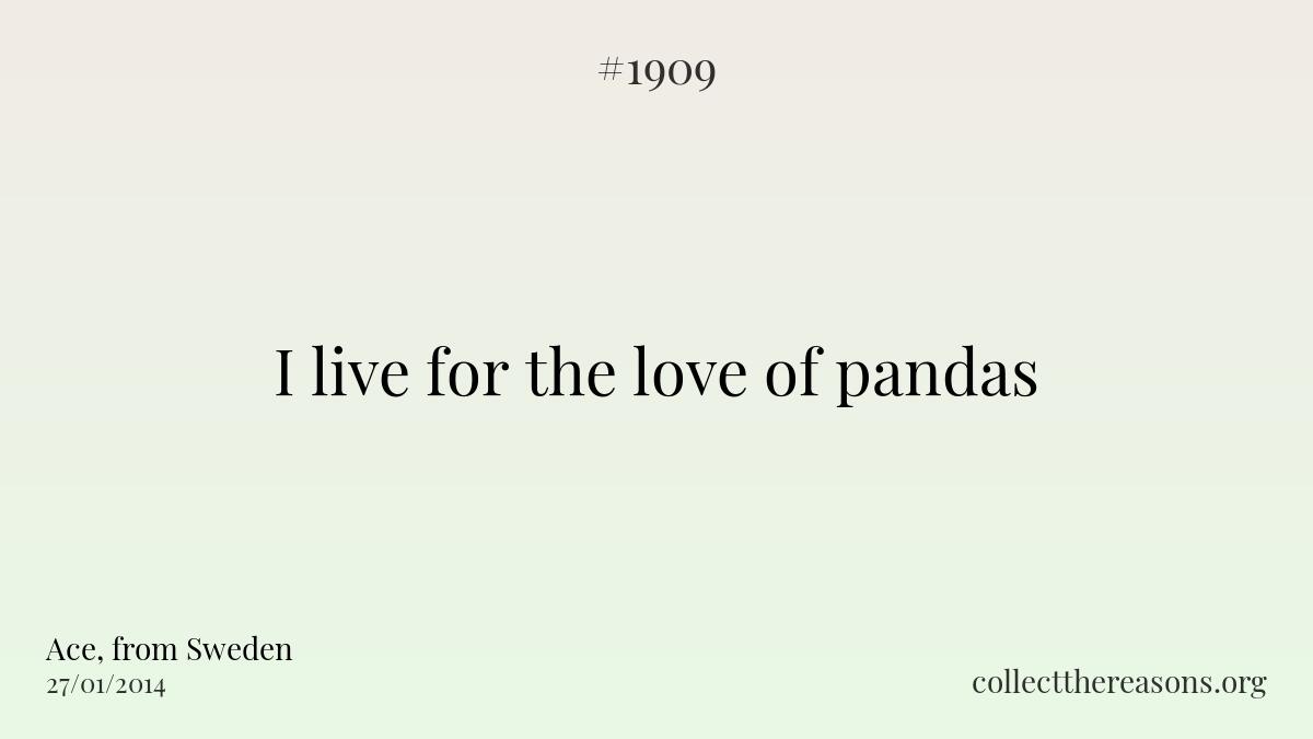 I live for the love of pandas