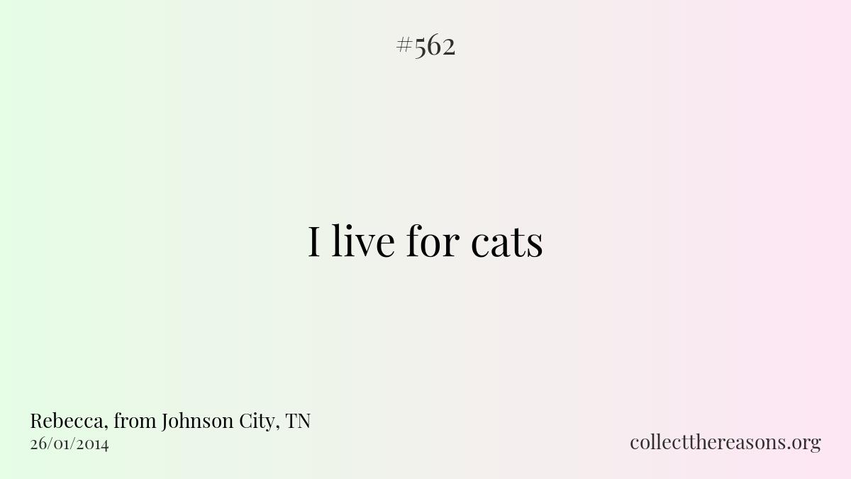 I live for cats