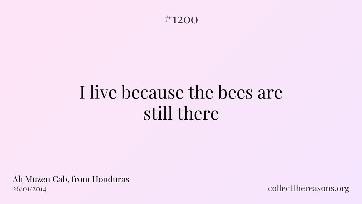 I live because the bees are still there
