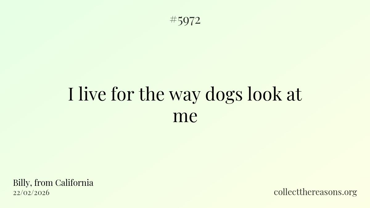 i live for the way dogs look at me